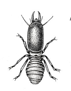 Soldier Termite