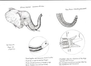 African Elephant head Loxodonta africana with Festo bionic arm – SOLD –