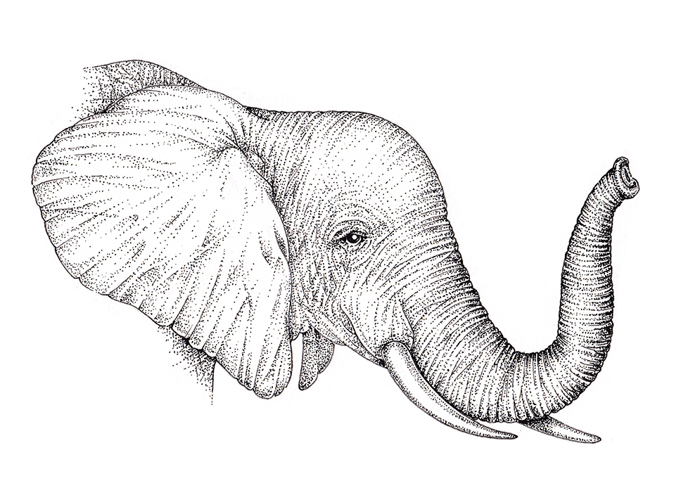 African Elephant Head Drawing by Nicola Fusco - Fine Art America