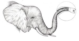 Trunk cross section and African Elephant head Loxodonta africana