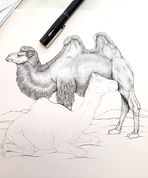 Bactrian camel