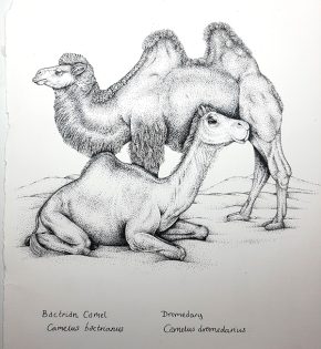 Bactrian camel Camelus bactrianus and Dromedary Camelus dromedarius