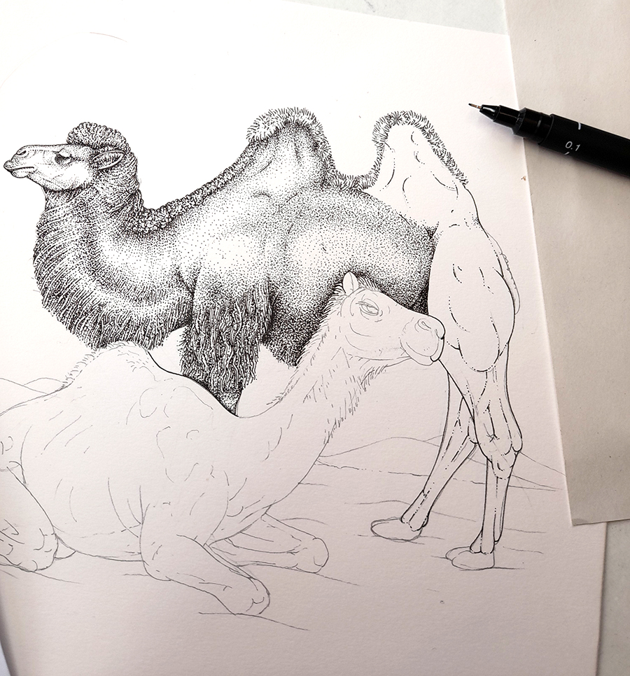Bactrian camel