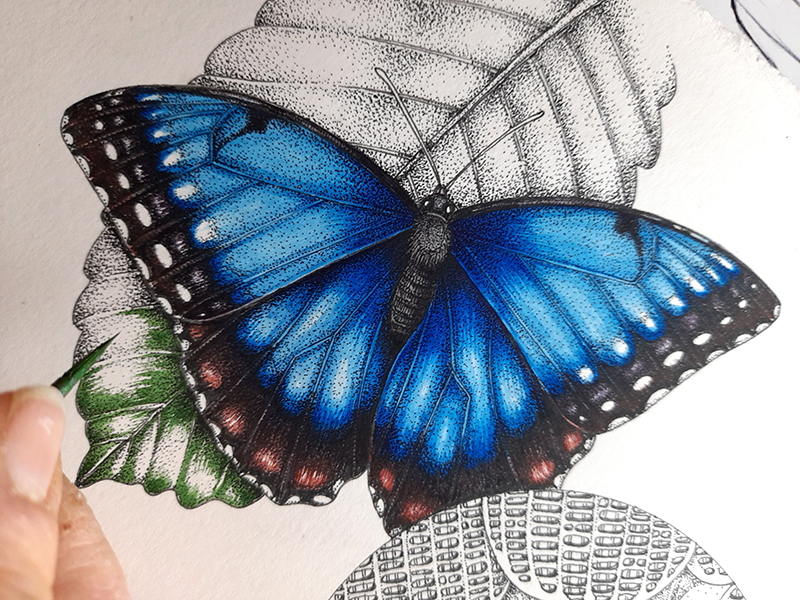 Blue morpho colour with brush - Lizzie Harper