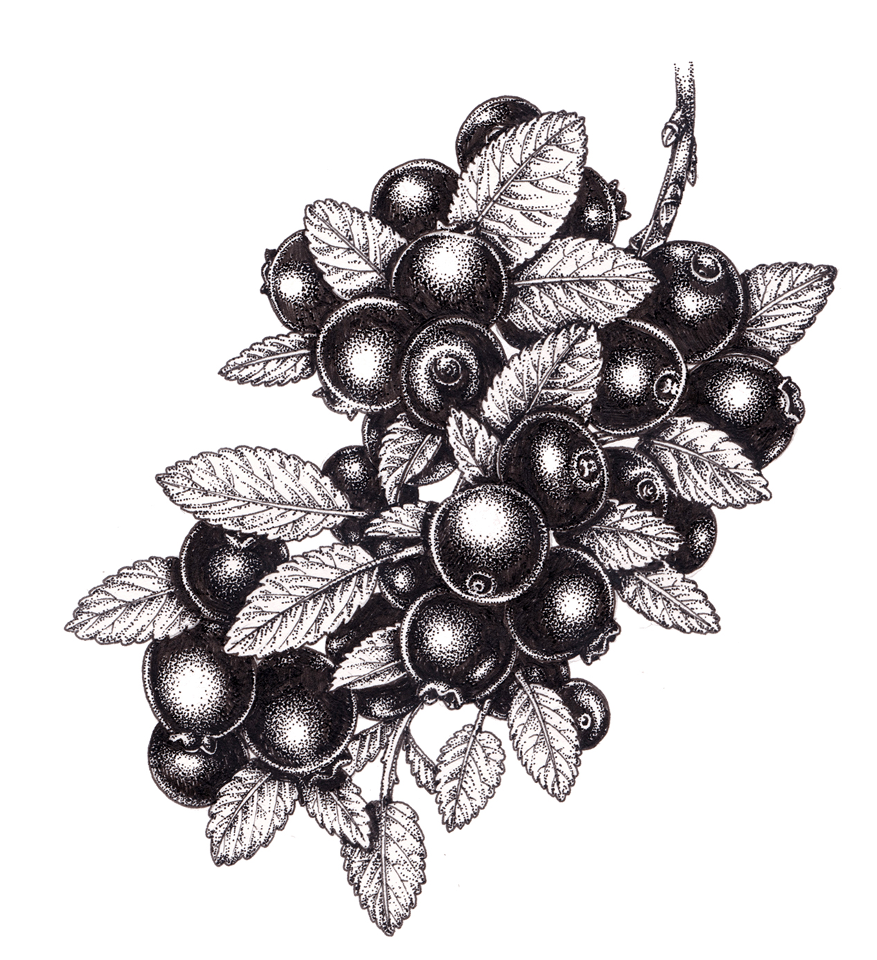 Doodle freehand sketch drawing of blueberry  Stock Illustration  82338676  PIXTA