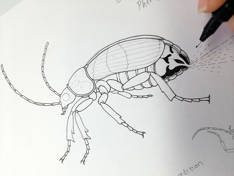 Bombardier beetle