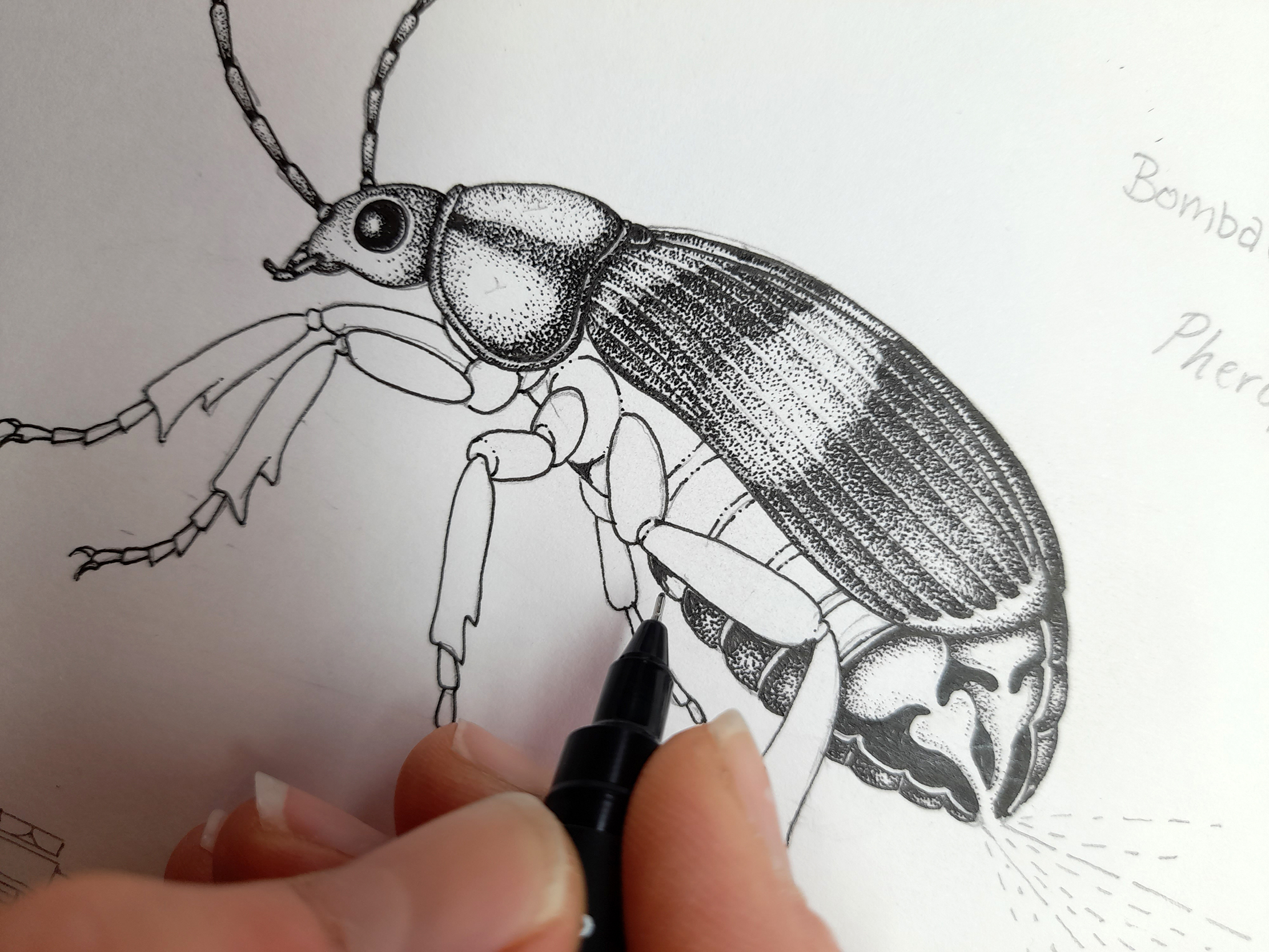 Bombardier beetle
