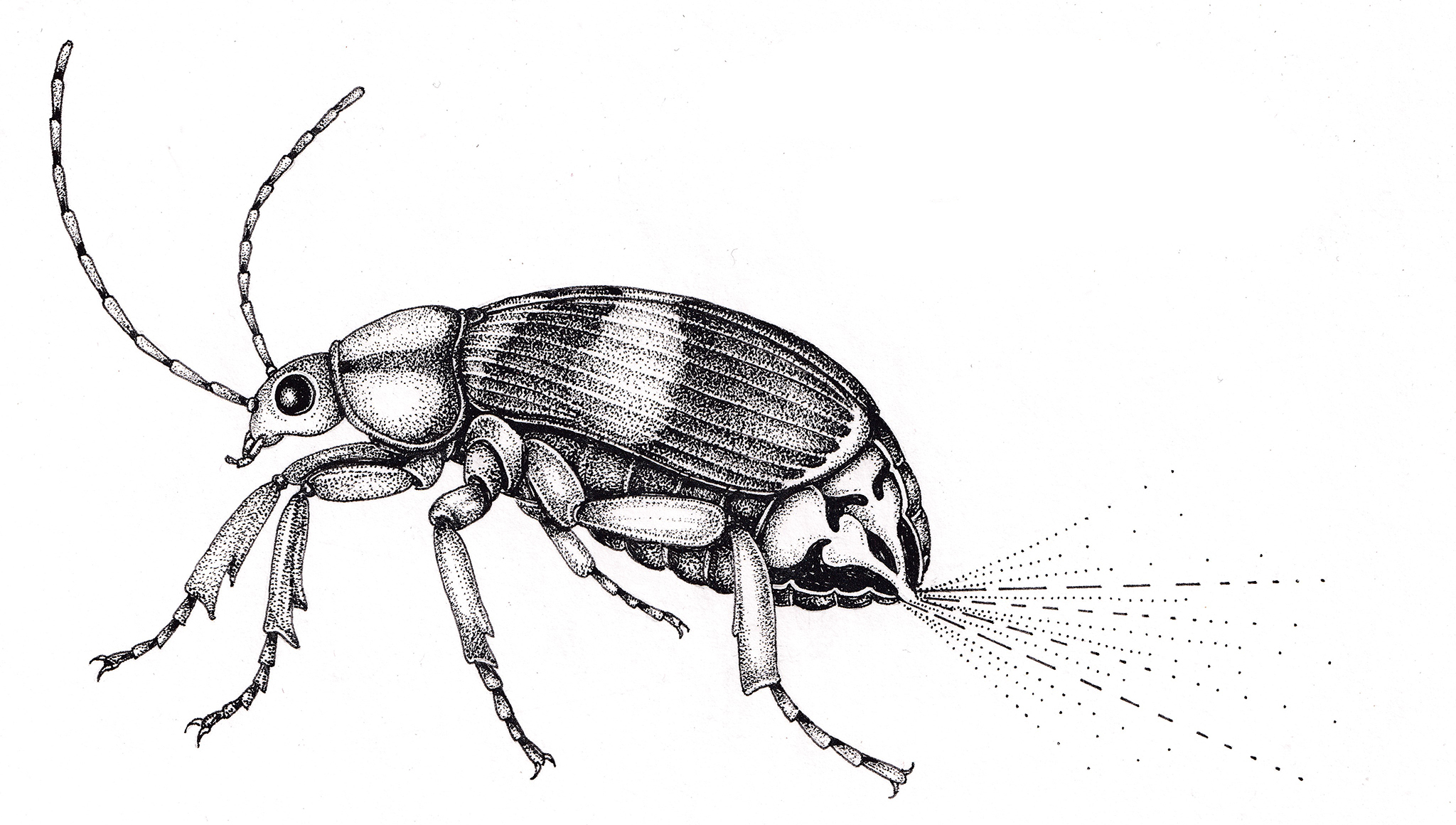 Bombardier beetle