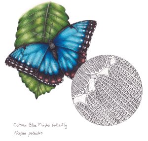 Common or Peleides blue morpho butterfly