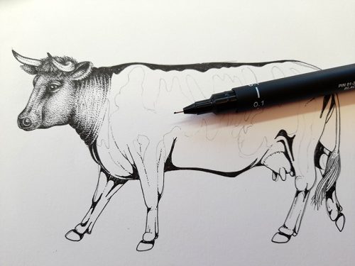 Cow (Red Devon