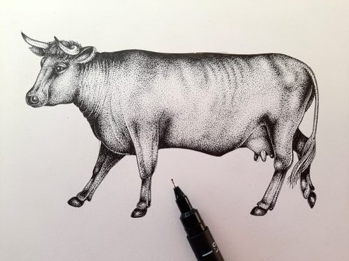 Cow (Red Devon