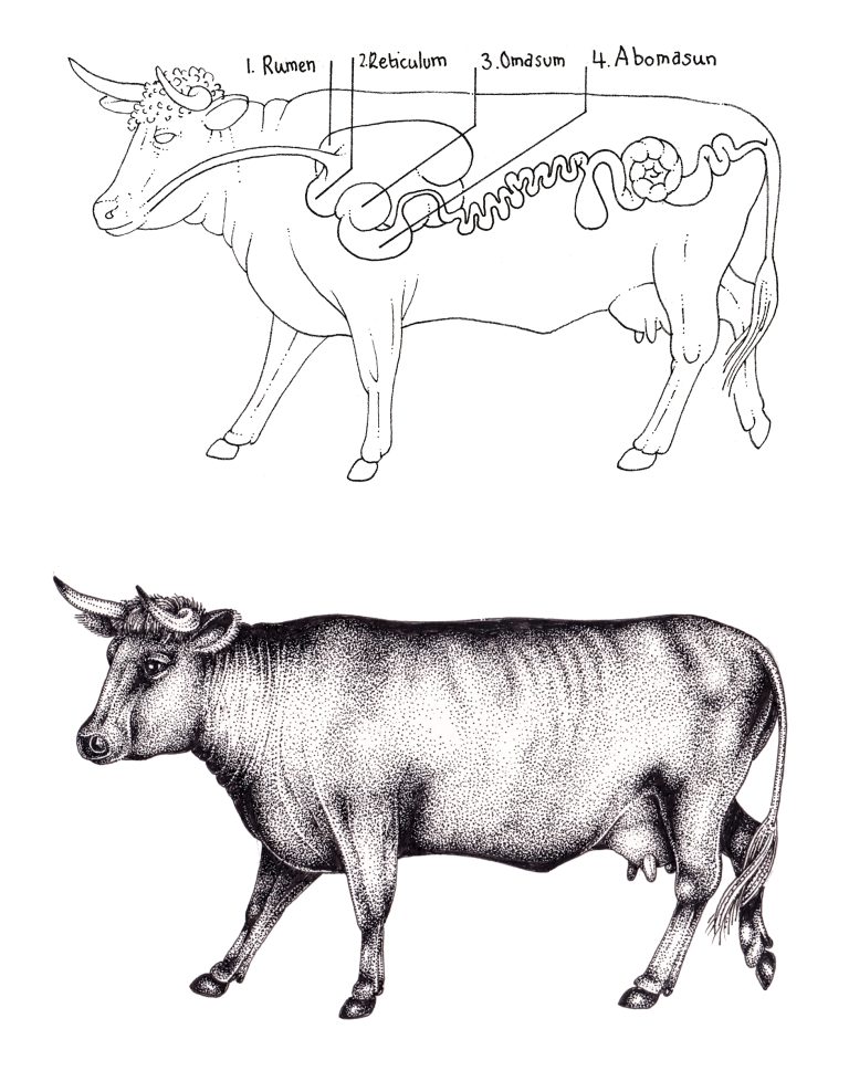 cow 4 stomachs functions        <h3 class=