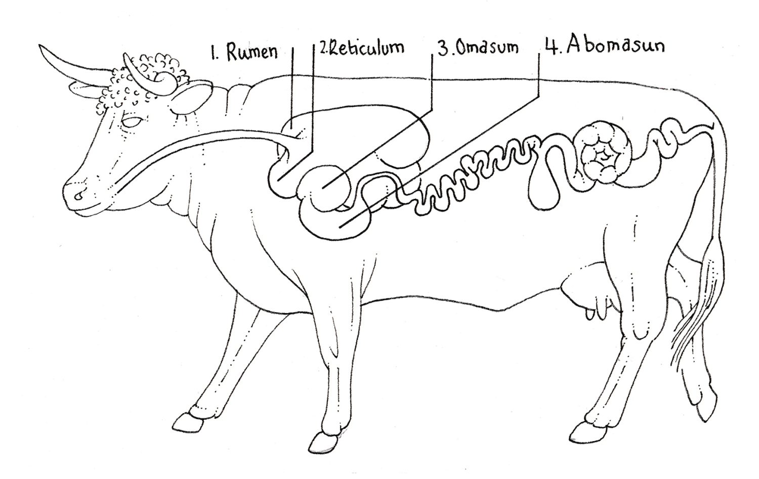 Cow With Four Stomachs Diagram 1500x947 