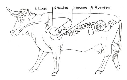 Cow With Four Stomachs Diagram 500x316 
