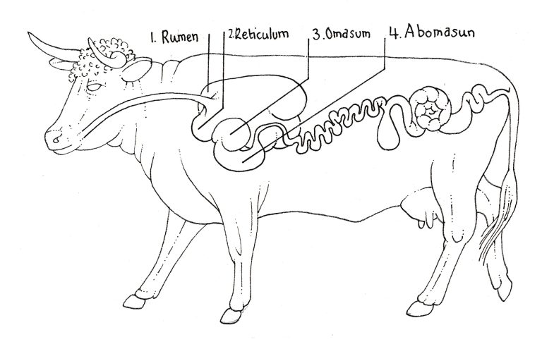 Cow With Four Stomachs Diagram 768x485 