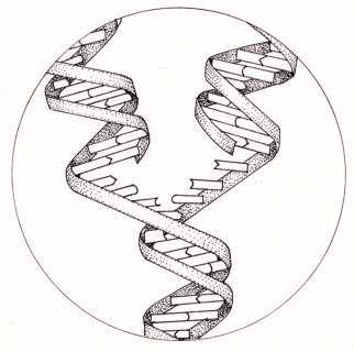 DNA showing unravelling strands - Lizzie Harper