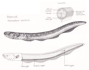 Electric eel Electrophorus electricus with two cross sections - Lizzie ...