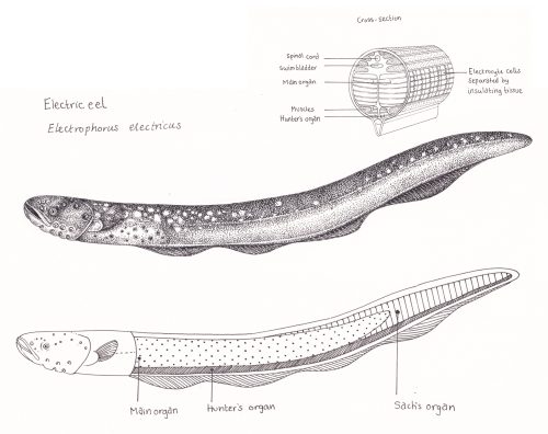 Electric eel