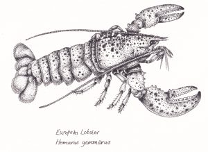 European lobster Homarus gammarus