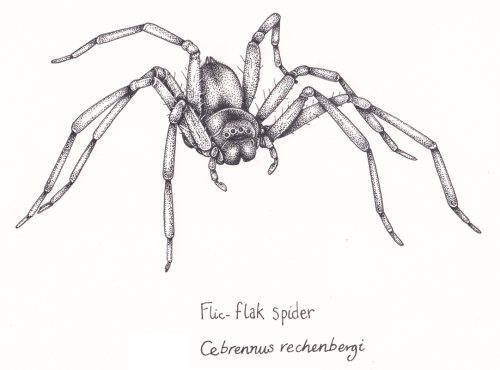 flik flak spider