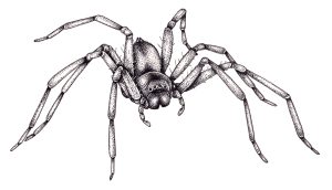 Flik flak spider Cabrennus rechenbergi