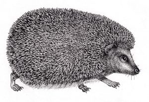 Hedgehog Ericaceus europaeus