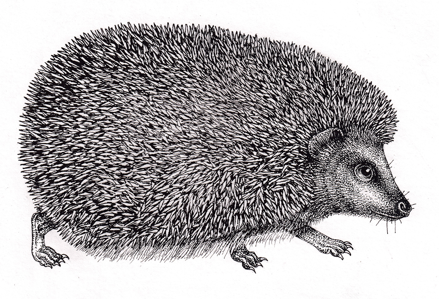 Hedgehog