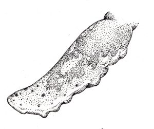 Flipper of Humpback whale Megaptera novaeanglicae