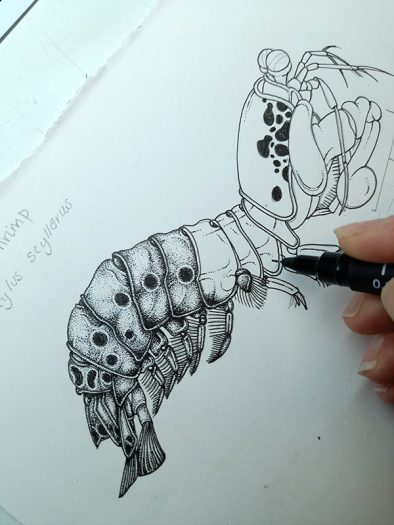 Peacock Mantis shrimp
