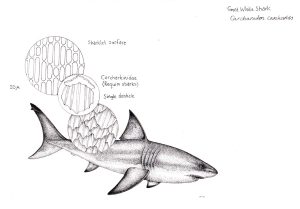 Great White shark Carcharodon carcharias with denticles and skin