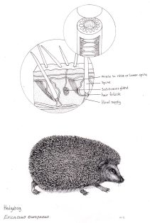 Hedgehog Ericaceus europaeus and spine cross section