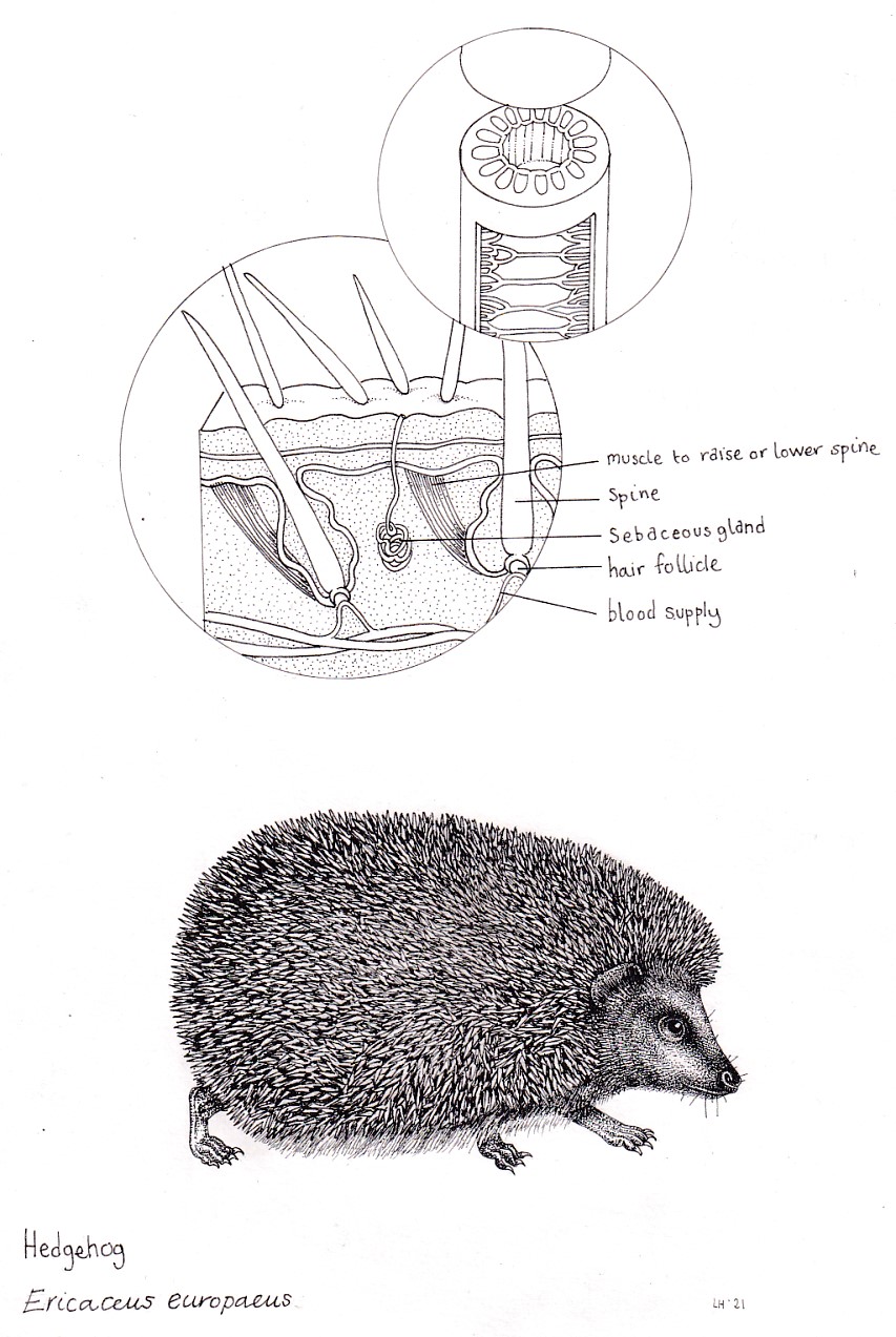 Hedgehog