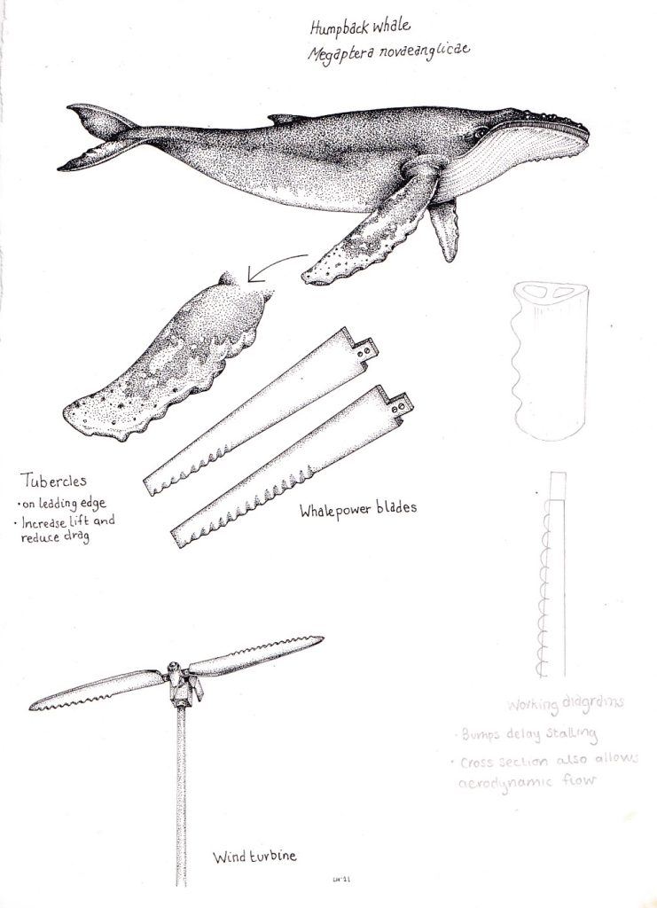 Humpback Whale Megaptera Novaeanglicae And Wind Turbine Blades - Lizzie ...