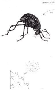 Stenocara Fog or Handstand beetle