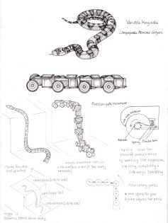 Variable kingsnake Lampropeltis Mexicana thayeri & rescue bot – SOLD –