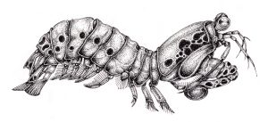 Peacock mantis shrimp Odontodactylus scyllarus