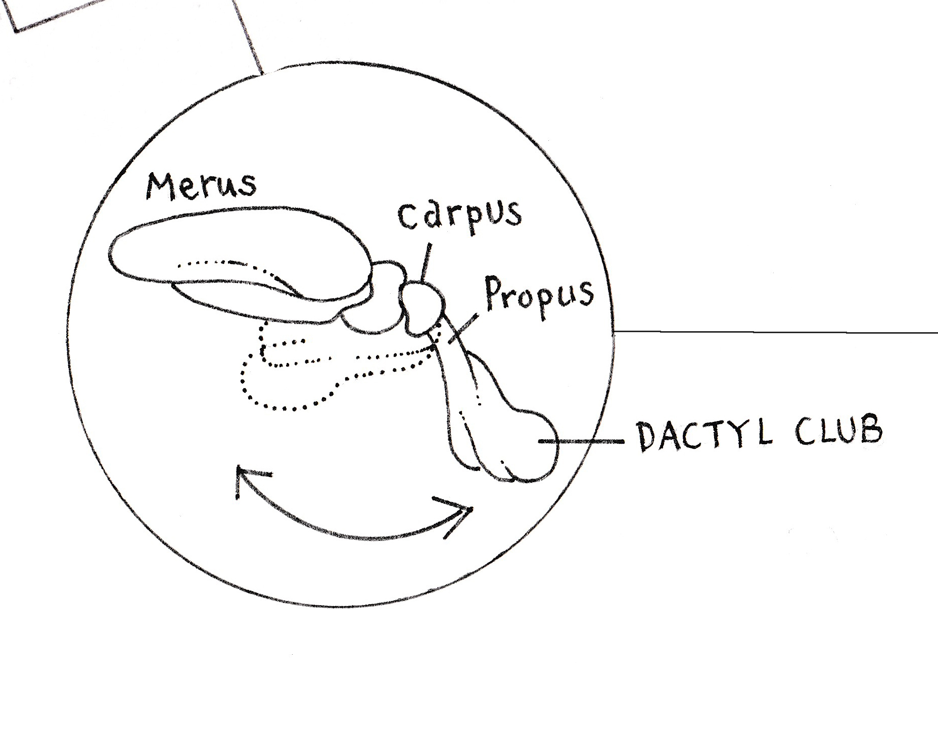 Peacock Mantis shrimp