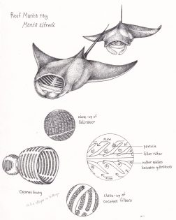 Reef manta and filter details
