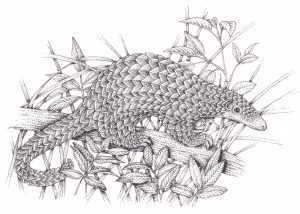 Pangolin Manis javanica