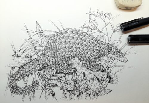 Pangolin Manis