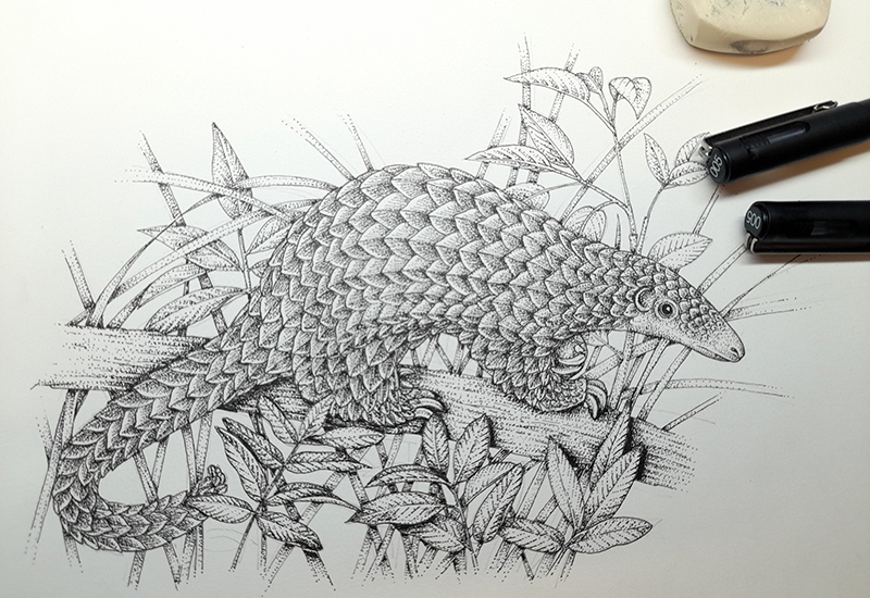 Pangolin Manis