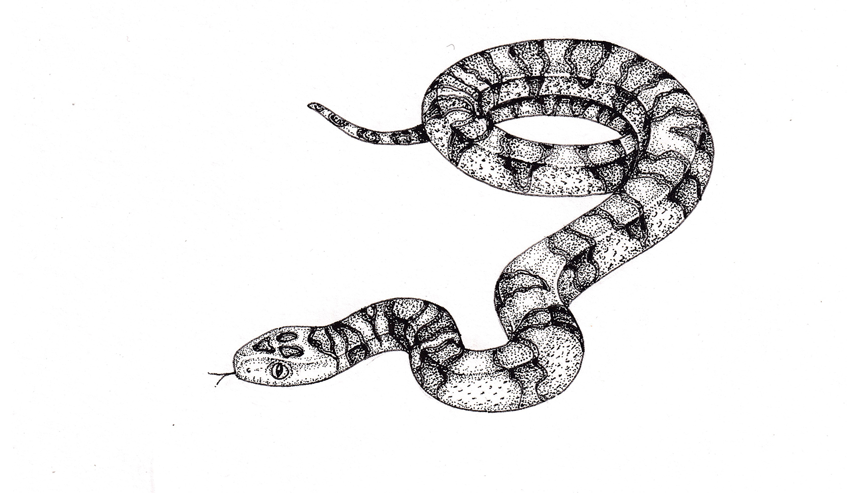 Variable kingsnake