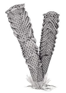 Venuss Flower Basket Euplectella aspergillum