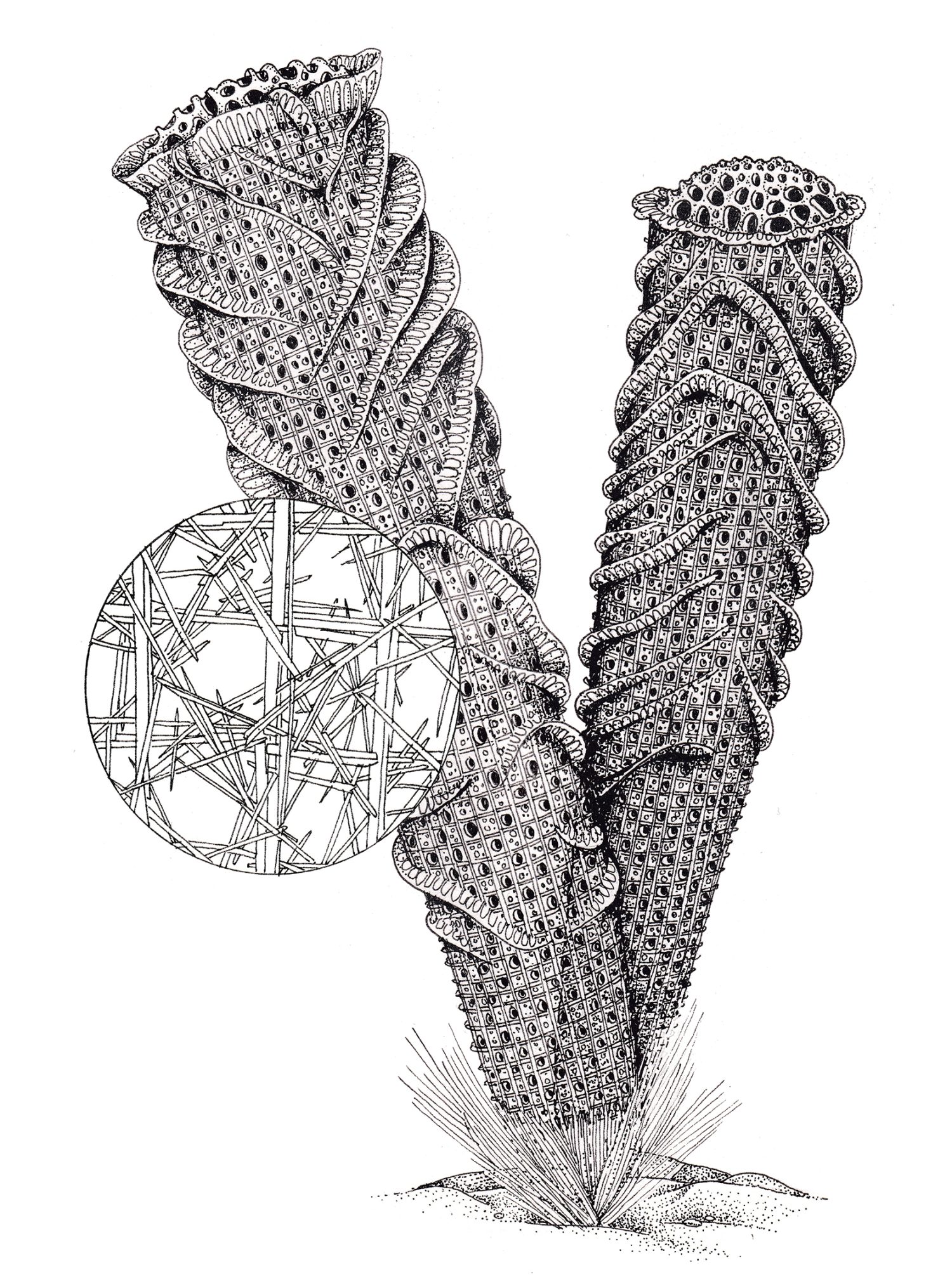 Venus's Flower basket with structural details Lizzie Harper