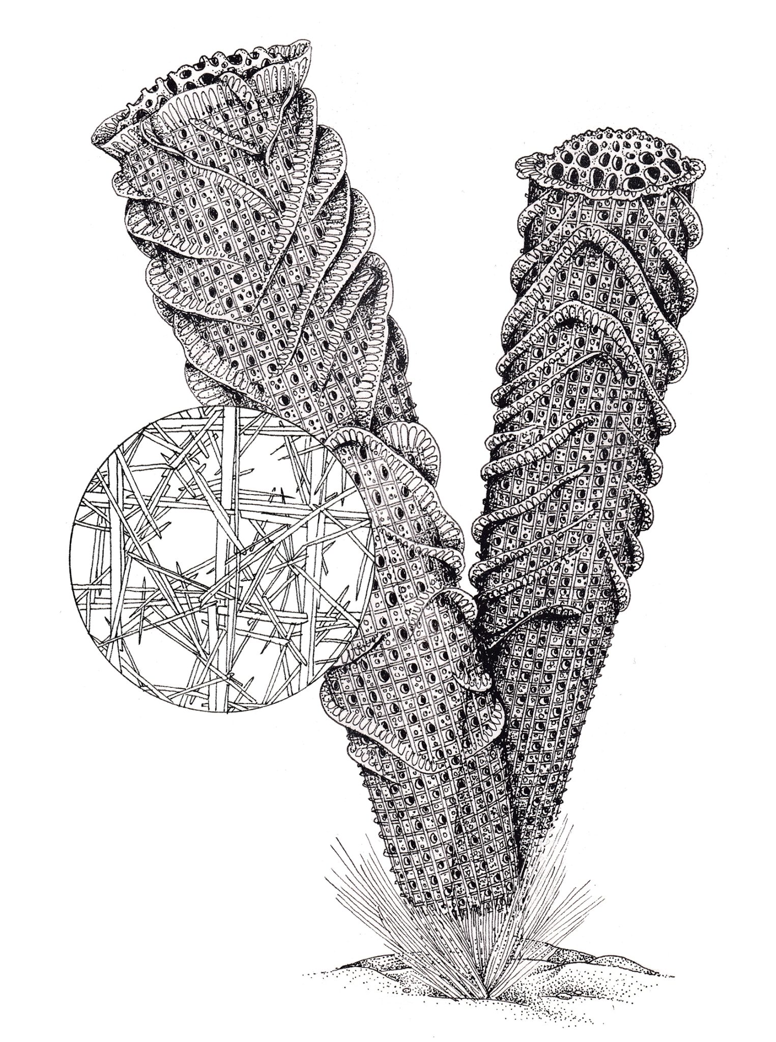 Venus's Flower basket with structural details Lizzie Harper