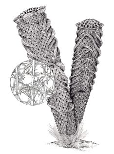 Venus’s Flower basket with structural details