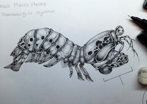 Peacock Mantis shrimp