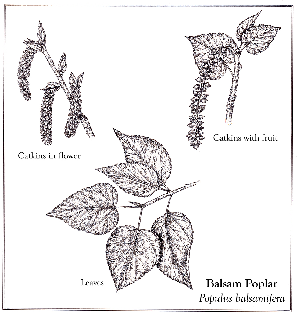 Balsam poplar
