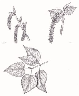 Balsam poplar Populus balsamifera catkins fruit and leaves