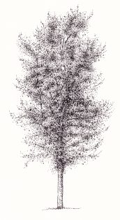 Balsam poplar Populus balsamifera tree